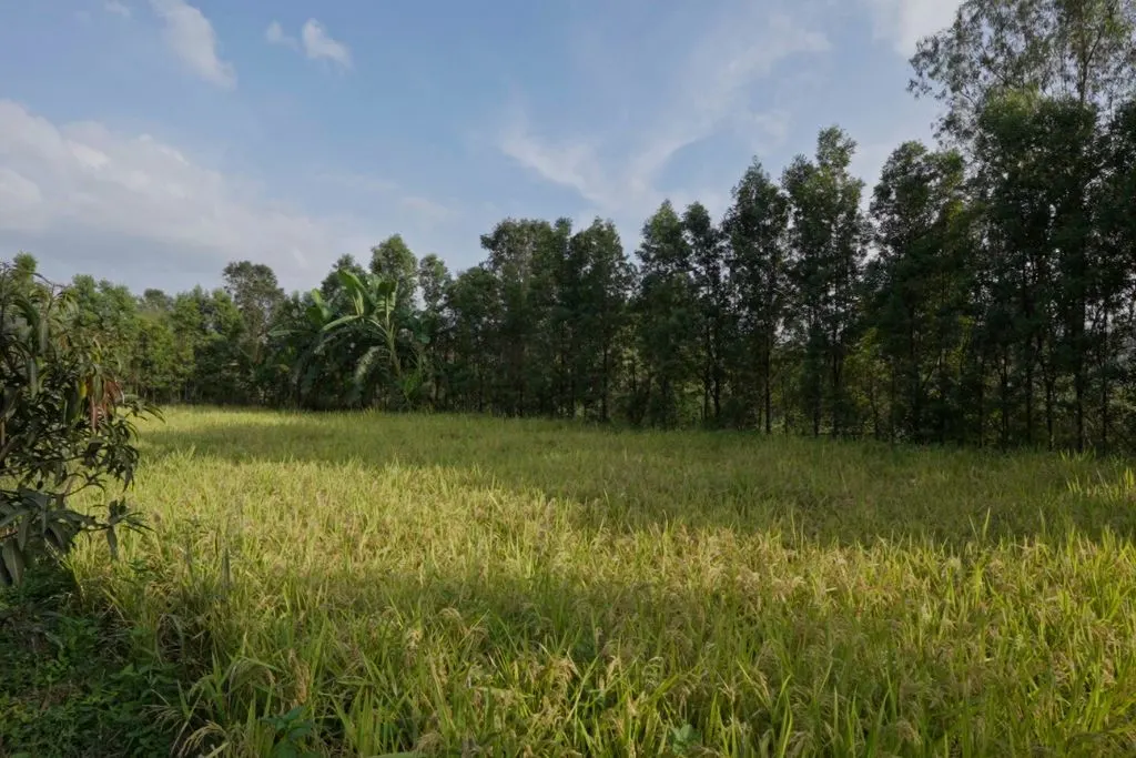 The Antheia Experience