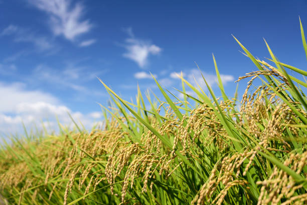 The Antheia Experience